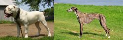 Hermes Bulldogge vs Galgo Espanol - Breed Comparison