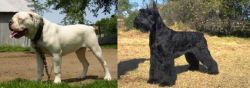 Hermes Bulldogge vs Giant Schnauzer - Breed Comparison