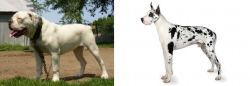 Hermes Bulldogge vs Great Dane - Breed Comparison