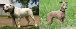 Hermes Bulldogge vs Italian Greyhound - Breed Comparison