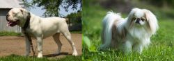 Hermes Bulldogge vs Japanese Chin - Breed Comparison