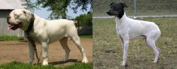 Hermes Bulldogge vs Japanese Terrier - Breed Comparison