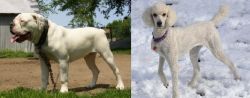 Hermes Bulldogge vs Poodle - Breed Comparison