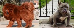 Himalayan Mastiff vs American Bully - Breed Comparison