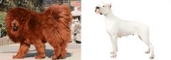 Himalayan Mastiff vs Argentine Dogo - Breed Comparison