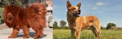 Himalayan Mastiff vs Australian Red Heeler - Breed Comparison