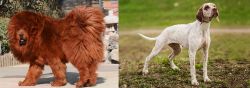 Himalayan Mastiff vs Braque du Bourbonnais - Breed Comparison