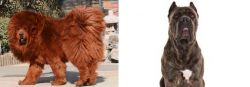 Himalayan Mastiff vs Cane Corso - Breed Comparison