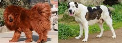 Himalayan Mastiff vs Central Asian Shepherd - Breed Comparison