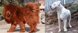 Himalayan Mastiff vs Dogo Guatemalteco - Breed Comparison