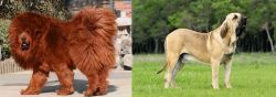 Himalayan Mastiff vs Fila Brasileiro - Breed Comparison