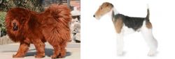 Himalayan Mastiff vs Fox Terrier - Breed Comparison