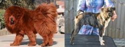 Himalayan Mastiff vs Fruggle - Breed Comparison