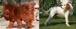 Himalayan Mastiff vs Istarski Ostrodlaki Gonic - Breed Comparison