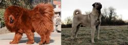 Himalayan Mastiff vs Kangal Dog - Breed Comparison