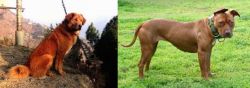 Himalayan Sheepdog vs American Pit Bull Terrier - Breed Comparison