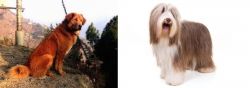 Himalayan Sheepdog vs Bearded Collie - Breed Comparison