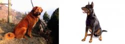Himalayan Sheepdog vs Beauceron - Breed Comparison