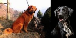 Himalayan Sheepdog vs Dalmador - Breed Comparison