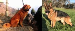 Himalayan Sheepdog vs German Shepherd - Breed Comparison