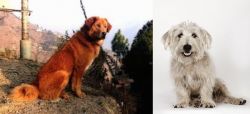 Himalayan Sheepdog vs Glen of Imaal Terrier - Breed Comparison