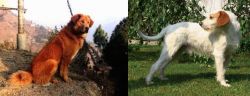 Himalayan Sheepdog vs Istarski Ostrodlaki Gonic - Breed Comparison