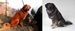 Himalayan Sheepdog vs Istrian Sheepdog - Breed Comparison