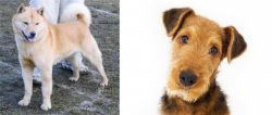 Hokkaido vs Airedale Terrier - Breed Comparison