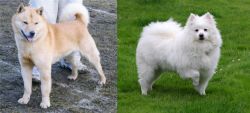 Hokkaido vs American Eskimo Dog - Breed Comparison
