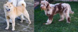 Hokkaido vs Aussie Doodles - Breed Comparison