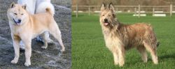 Hokkaido vs Berger Picard - Breed Comparison