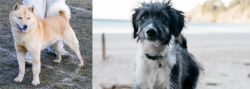 Hokkaido vs Bordoodle - Breed Comparison