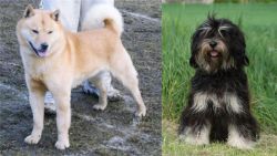 Hokkaido vs Cao da Serra de Aires - Breed Comparison
