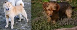 Hokkaido vs Dorkie - Breed Comparison