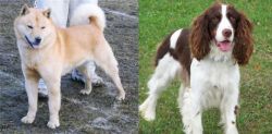 Hokkaido vs English Springer Spaniel - Breed Comparison