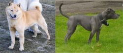 Hokkaido vs Irish Bull Terrier - Breed Comparison