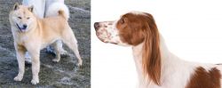 Hokkaido vs Irish Red and White Setter - Breed Comparison