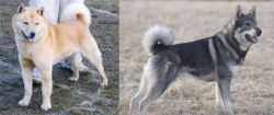 Hokkaido vs Jamthund - Breed Comparison