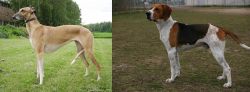 Hortaya Borzaya vs Anglo-Francais de Petite Venerie - Breed Comparison