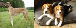 Hortaya Borzaya vs Beagle - Breed Comparison