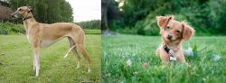 Hortaya Borzaya vs Chiweenie - Breed Comparison