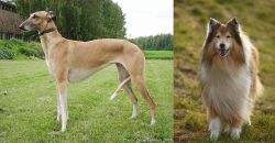 Hortaya Borzaya vs Collie - Breed Comparison