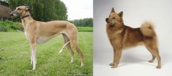 Hortaya Borzaya vs Finnish Spitz - Breed Comparison