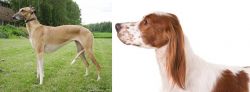 Hortaya Borzaya vs Irish Red and White Setter - Breed Comparison