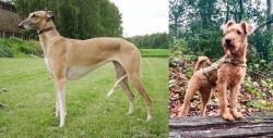 Hortaya Borzaya vs Irish Terrier - Breed Comparison