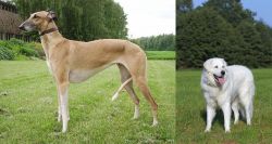 Hortaya Borzaya vs Kuvasz - Breed Comparison