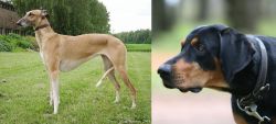 Hortaya Borzaya vs Lithuanian Hound - Breed Comparison