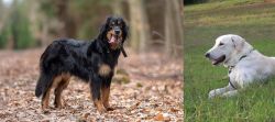 Hovawart vs Akbash Dog - Breed Comparison