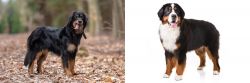 Hovawart vs Bernese Mountain Dog - Breed Comparison