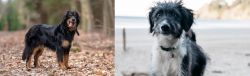 Hovawart vs Bordoodle - Breed Comparison